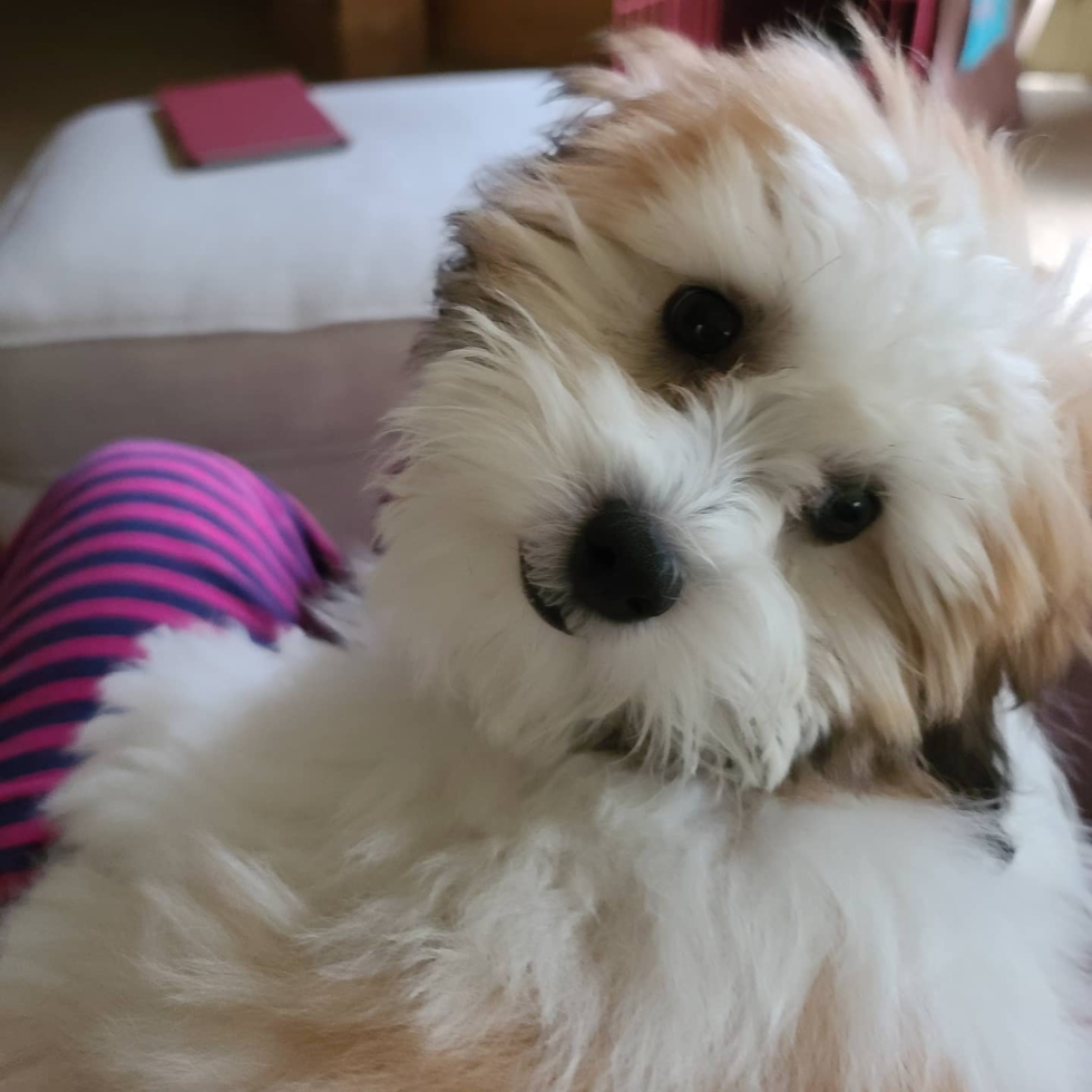 Small Shih Poo Pup