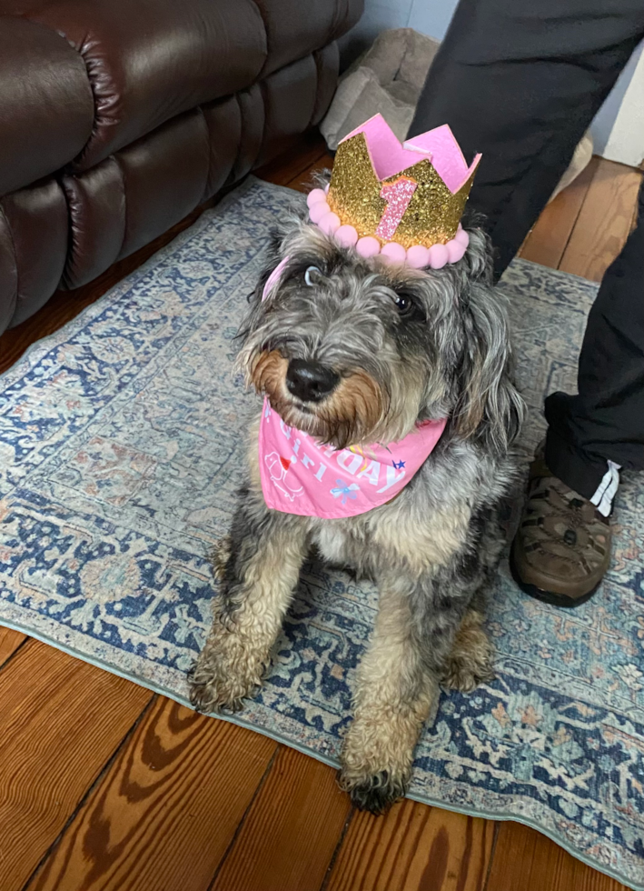 Mini Bernedoodle Being Cute