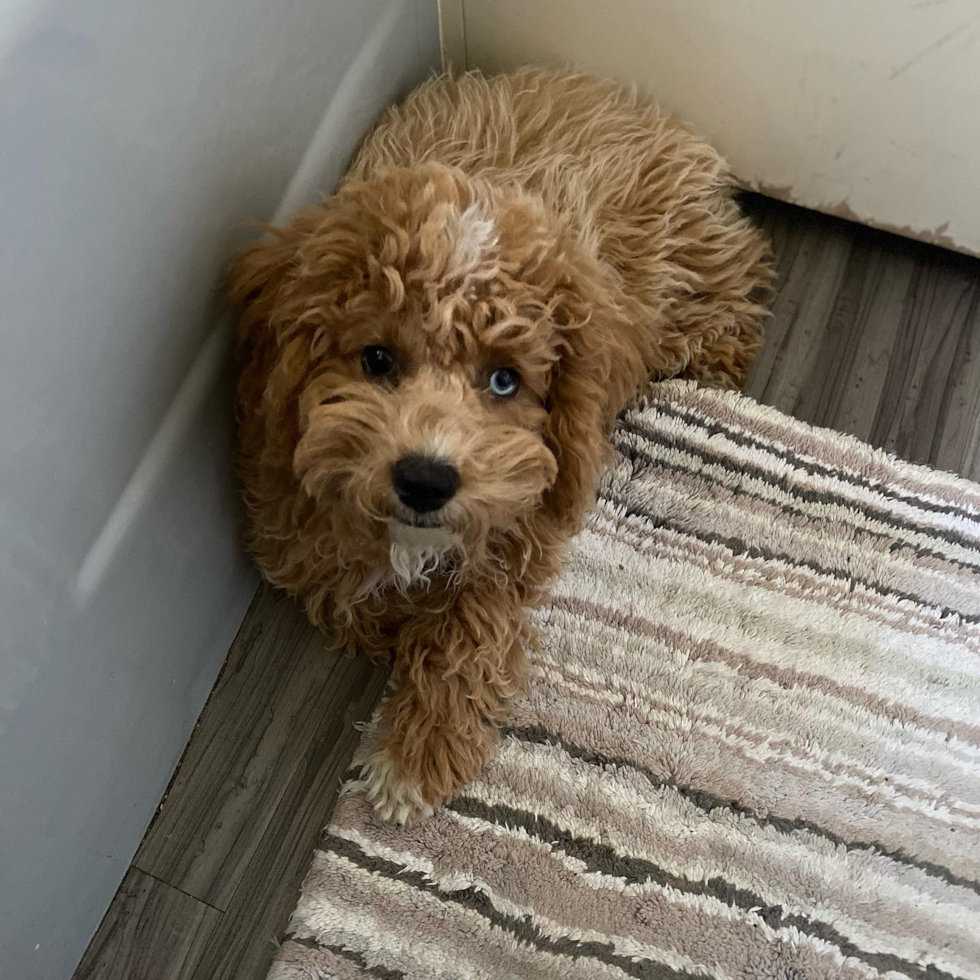 Fluffy Pudle Purebred Pup