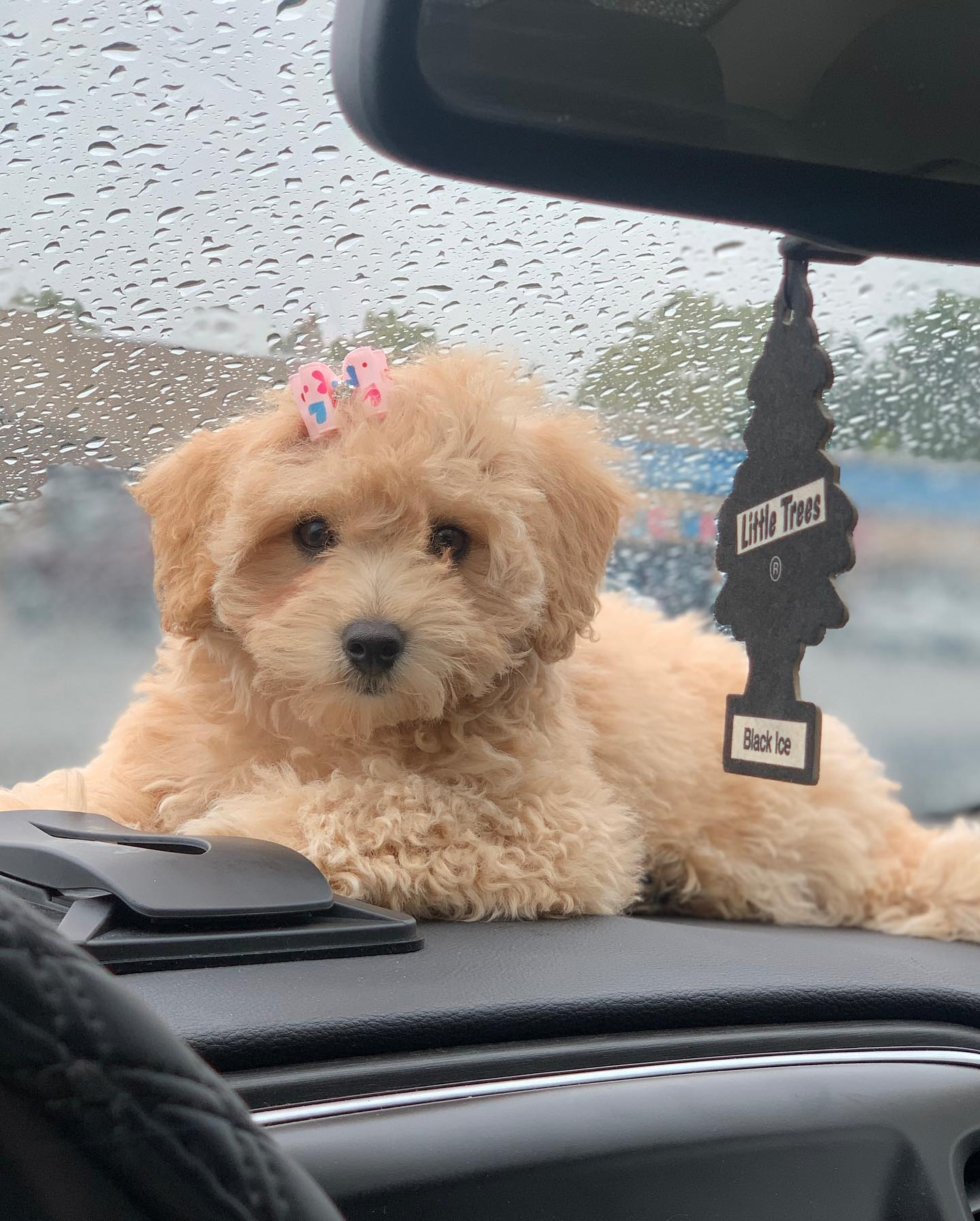 Smart Havapoo Poodle Mix Pup