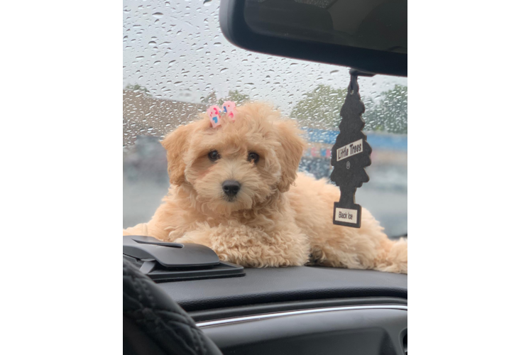 Smart Havapoo Poodle Mix Pup