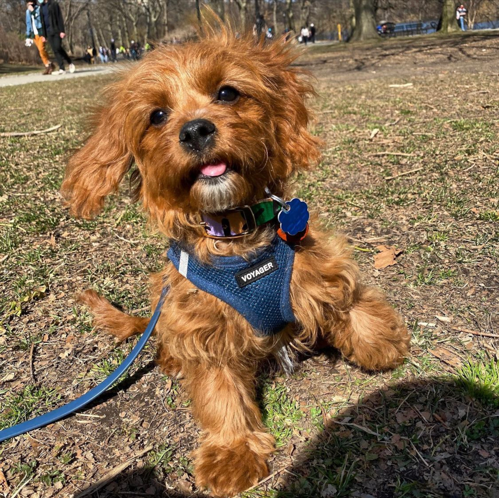 Cavapoo Being Cute