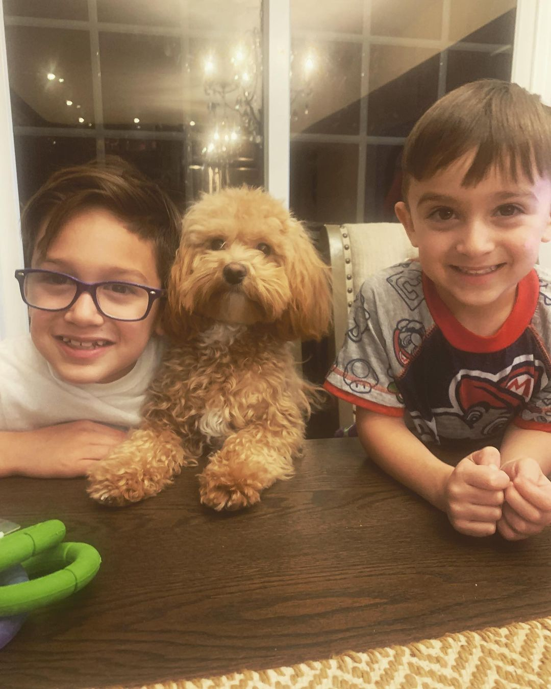 Fluffy Maltipoo Poodle Mix Pup