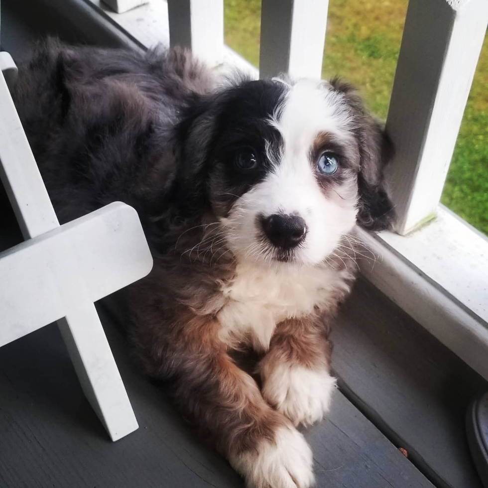 Energetic Mini Berniedoodle Poodle Mix Pup