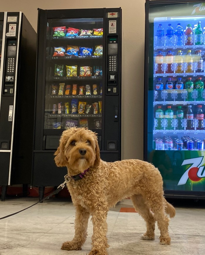 Funny Cavapoo Poodle Mix Pup
