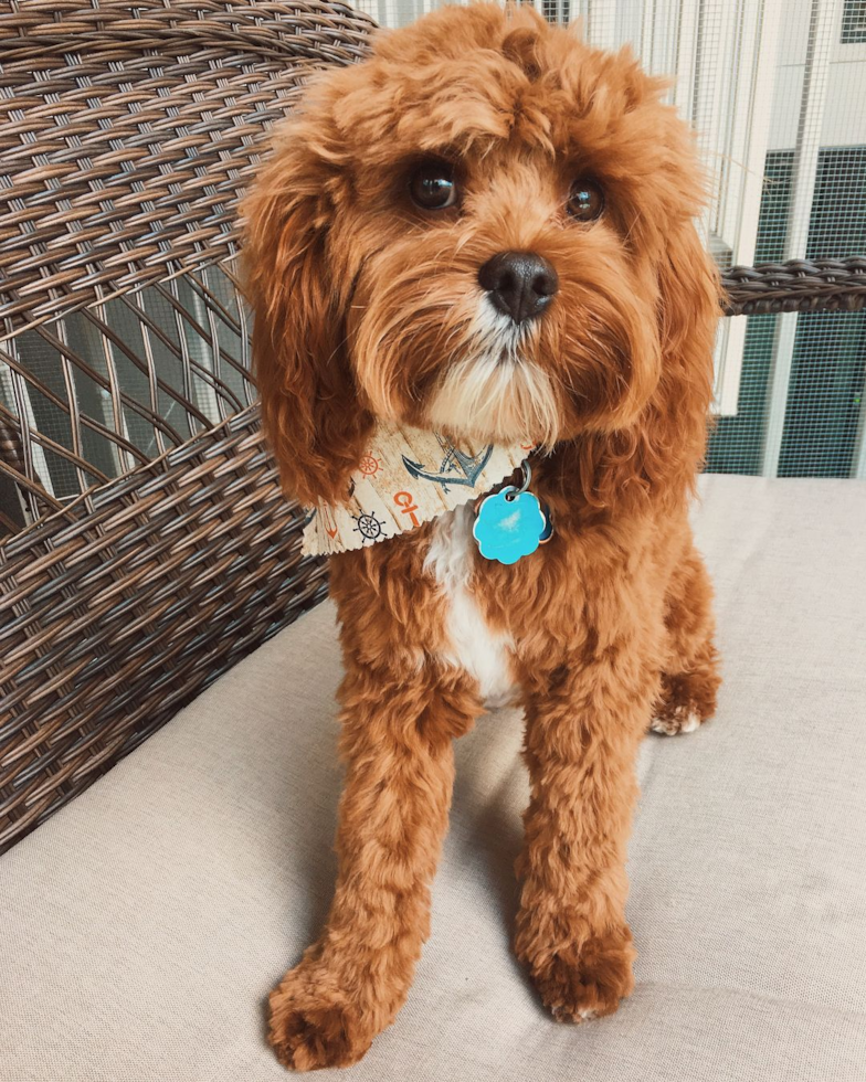 Fluffy Cavapoo Poodle Mix Pup