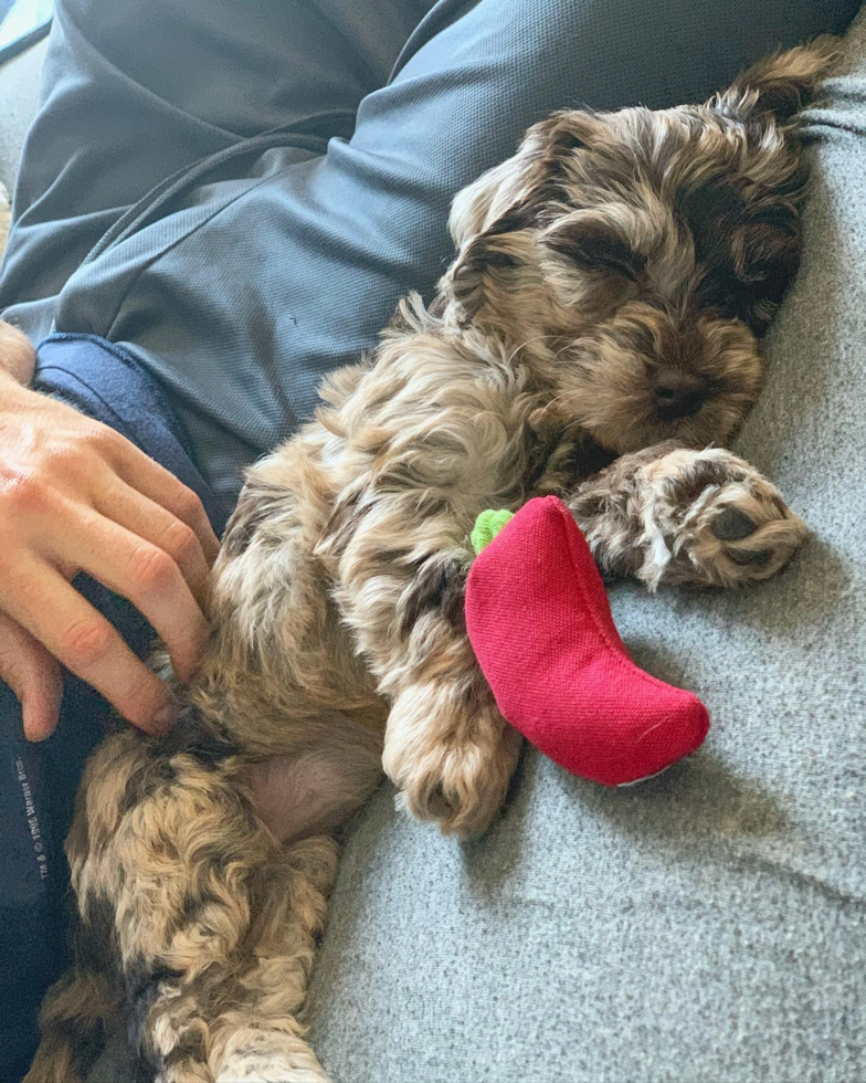 Playful Labrador Poodle Mix Pup