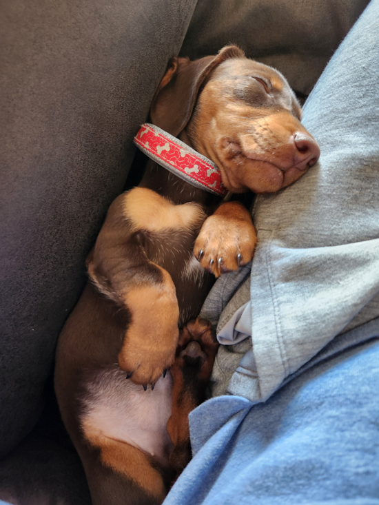 Dachshund