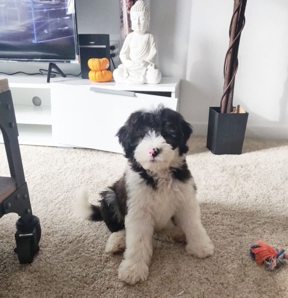 Mini Sheepadoodle Being Cute