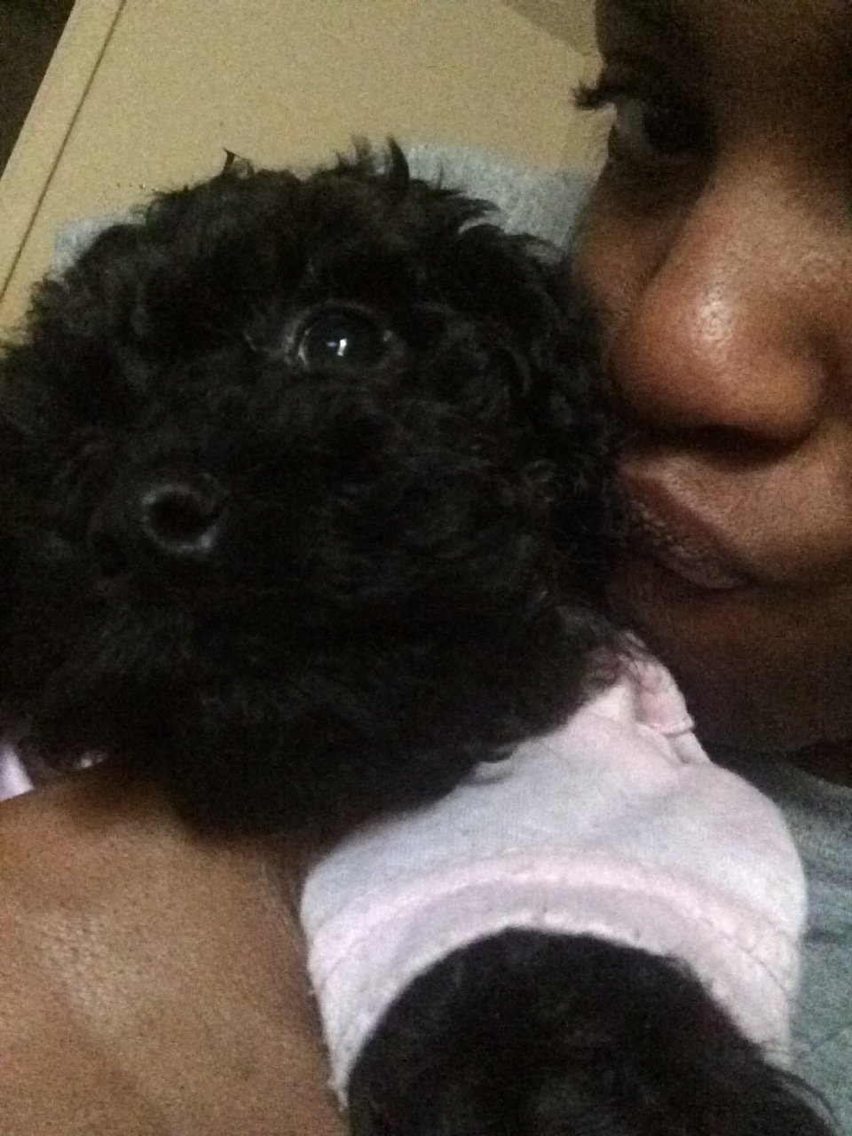Yorkie Poo Pup Being Cute