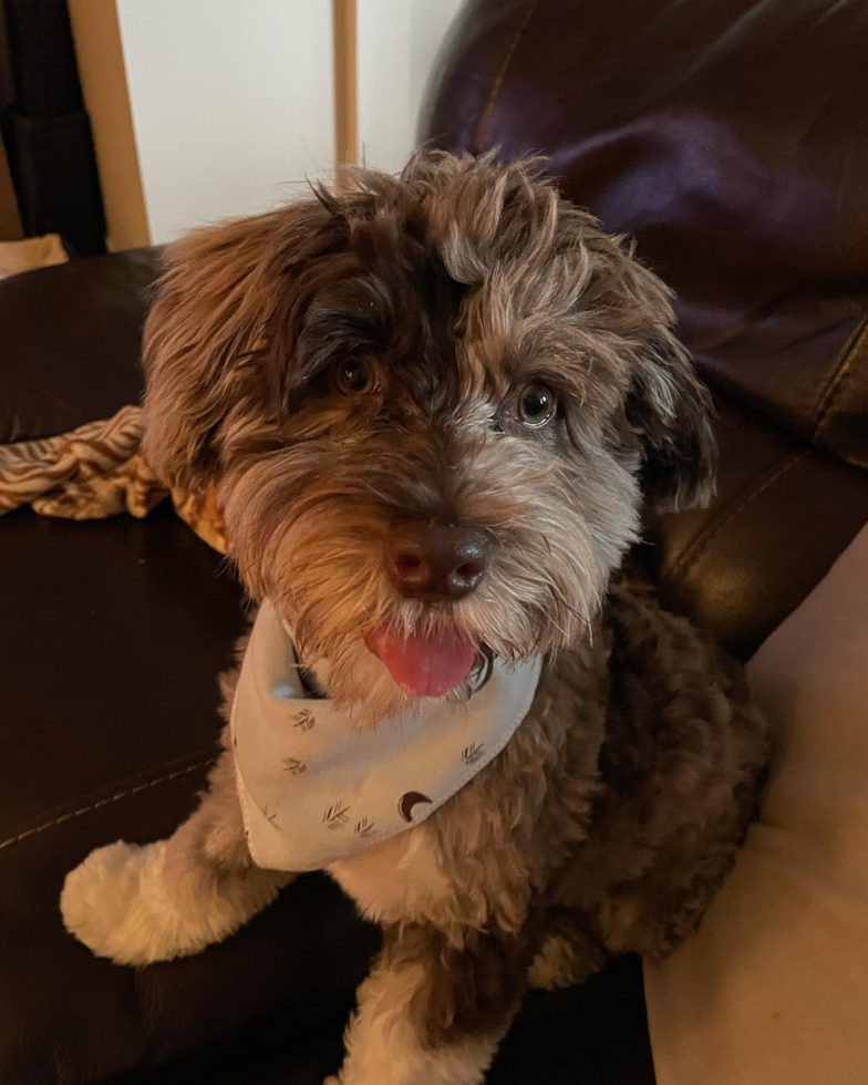 Adorable Havanese Poodle Mix Pup