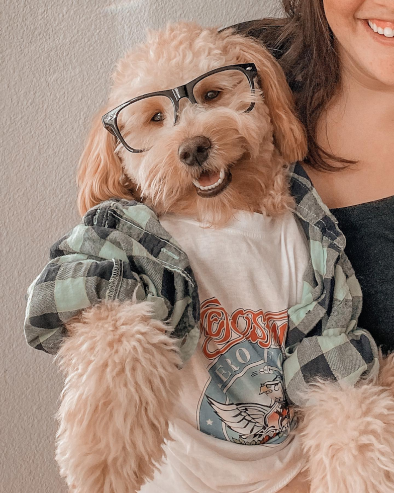 Mini Goldendoodle Being Cute