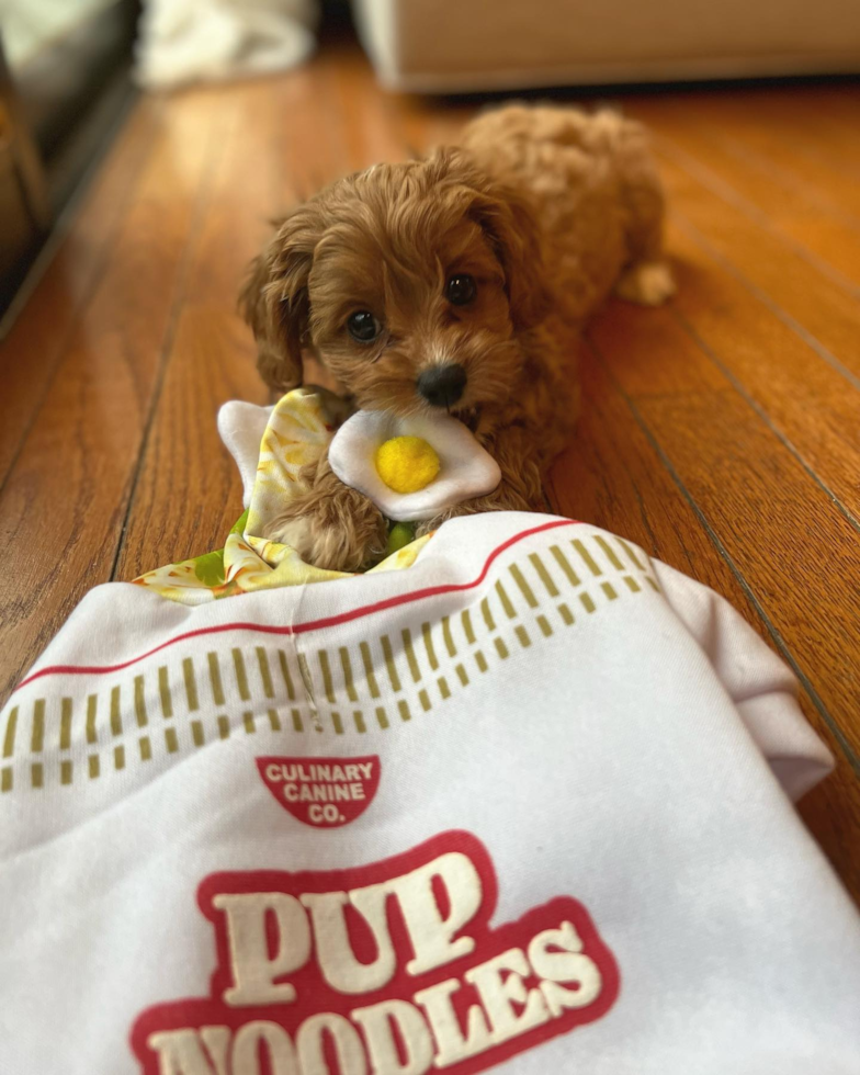 Happy Cavapoo Pup in Philadelphia PA