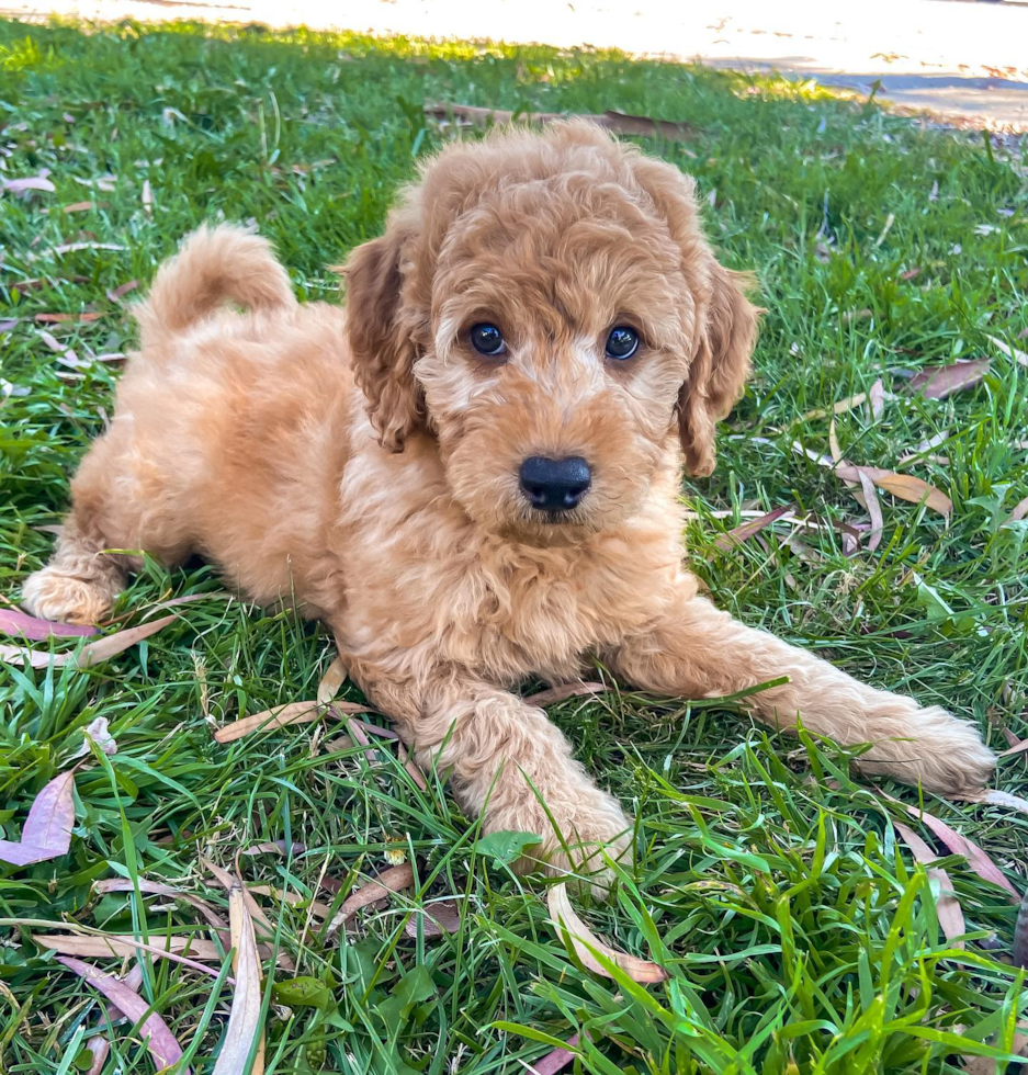 Sweet Mini Goldendoodle Pup in San Jose CA