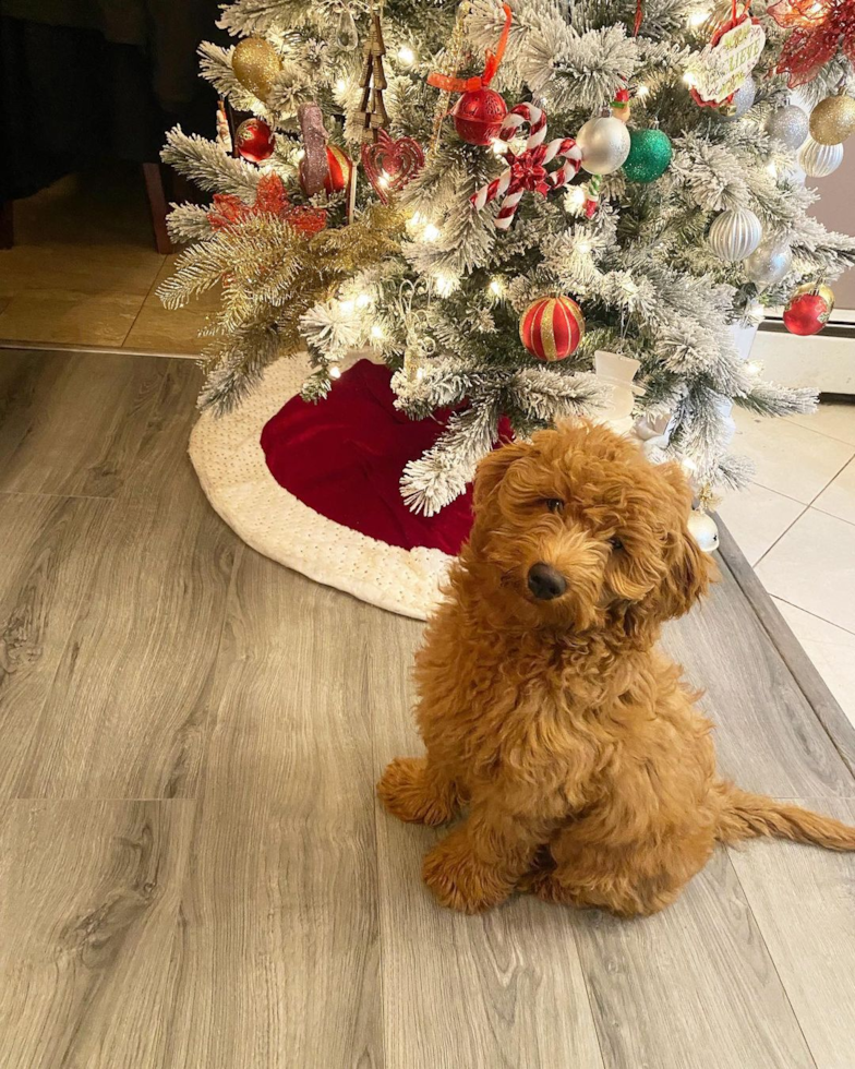 Playful Golden Retriever Poodle Mix Pup