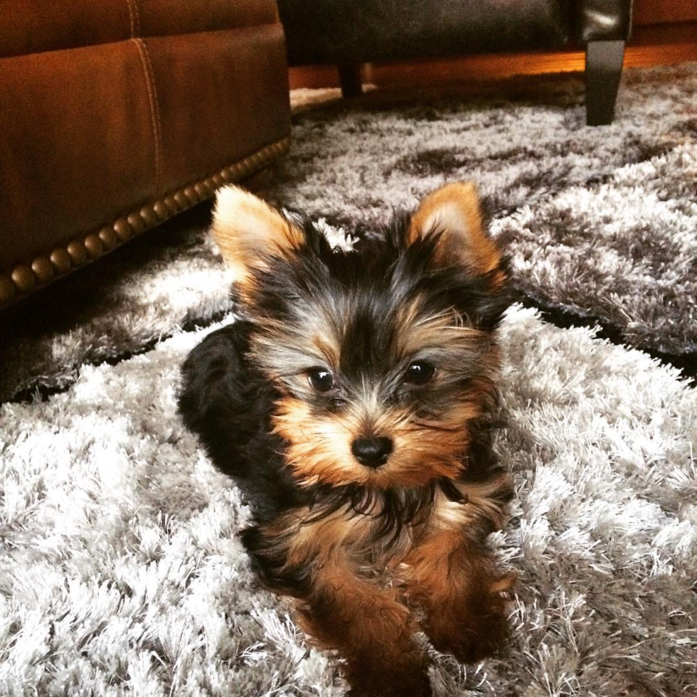 Akc Registered Yorkshire Terrier Purebred Pup