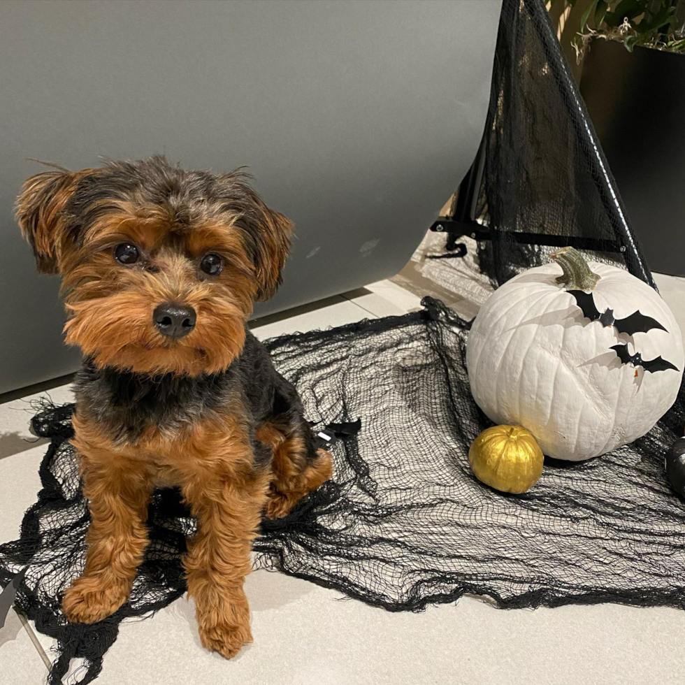 Playful Yorkie Doodle Poodle Mix Pup