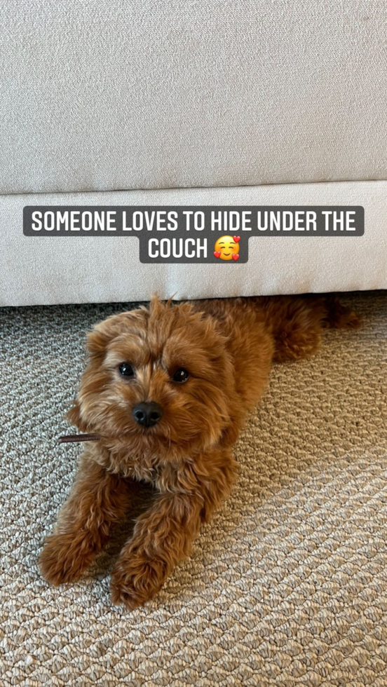 San Mateo Cavapoo Pup