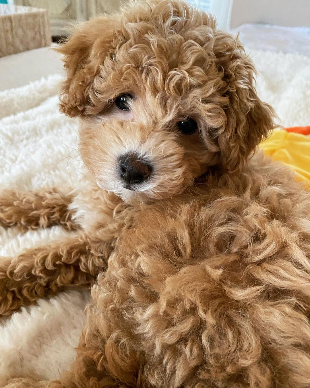 Poochon Pup Being Cute