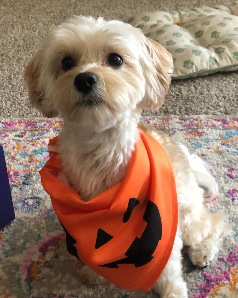 Sweet Maltipoo Pup