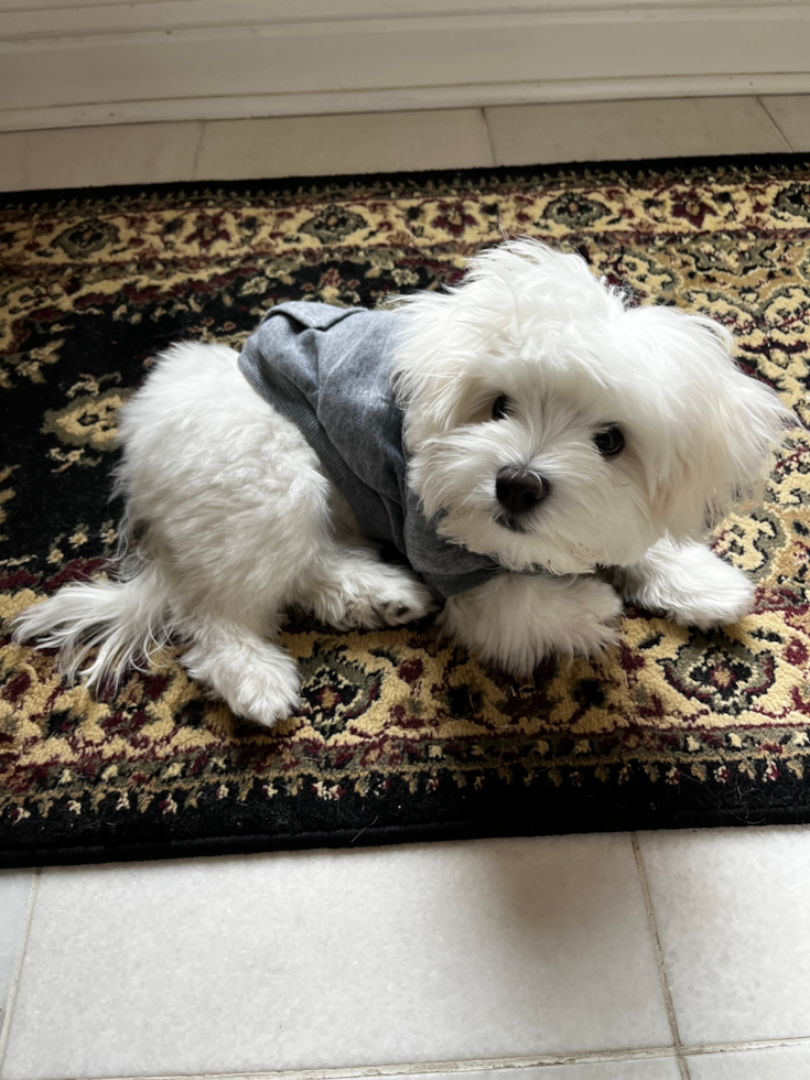 Energetic Maltese Pup in