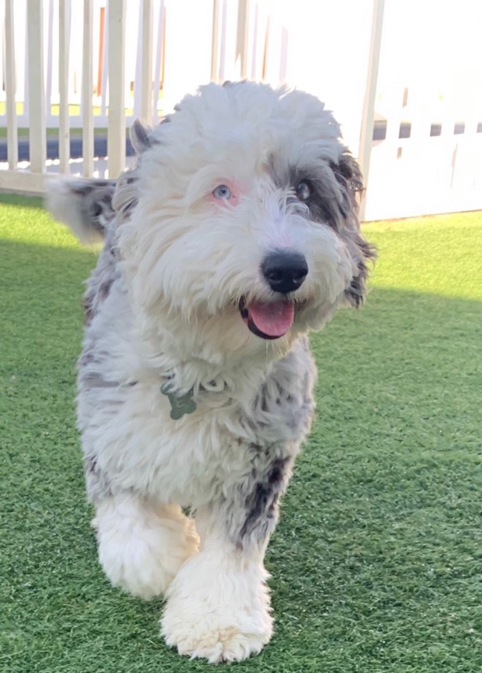 Smart Mini Sheepadoodle Poodle Mix Pup