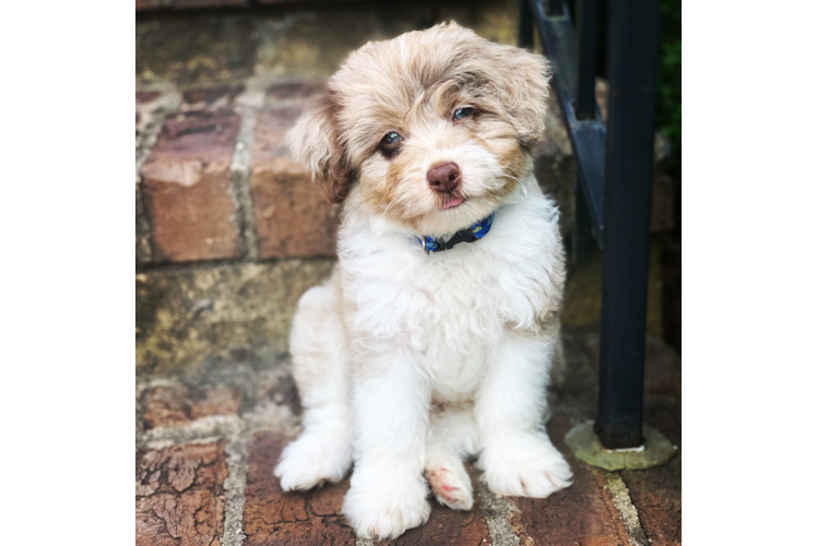 Hypoallergenic Aussiepoo Poodle Mix Puppy