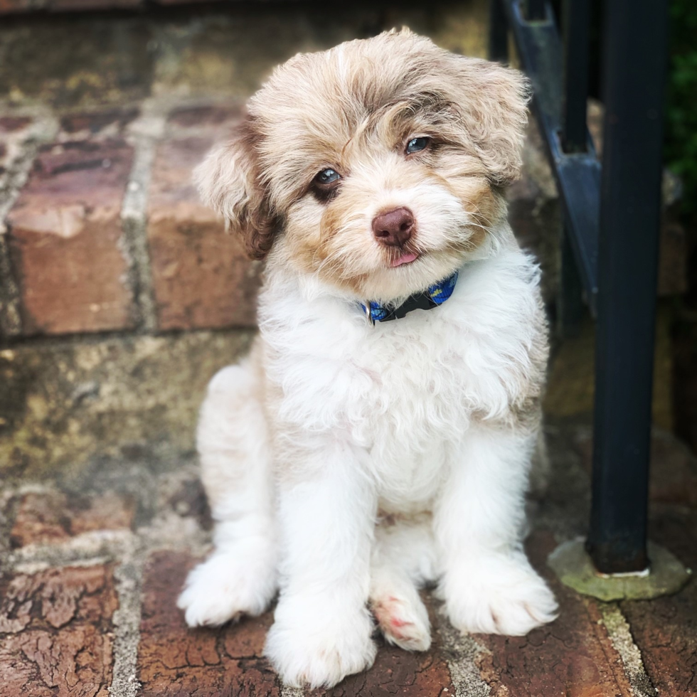 Happy Mini Aussiedoodle Pup in Brookhaven GA