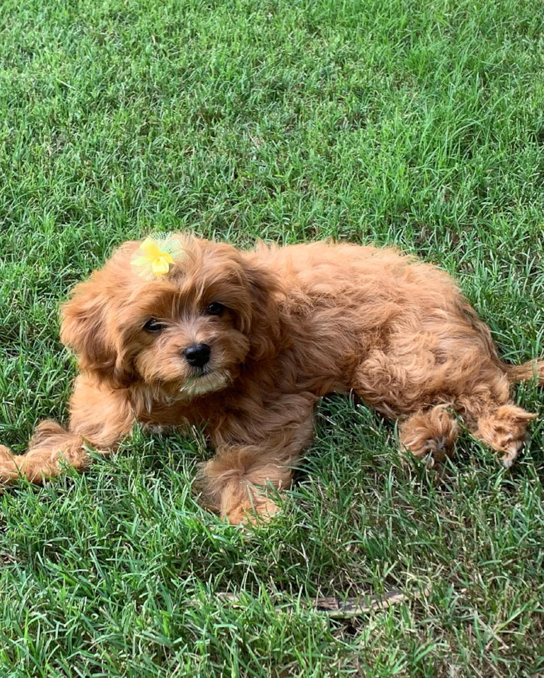 Sweet Cavapoo Pup