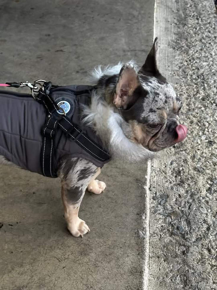 French Bulldog Being Cute