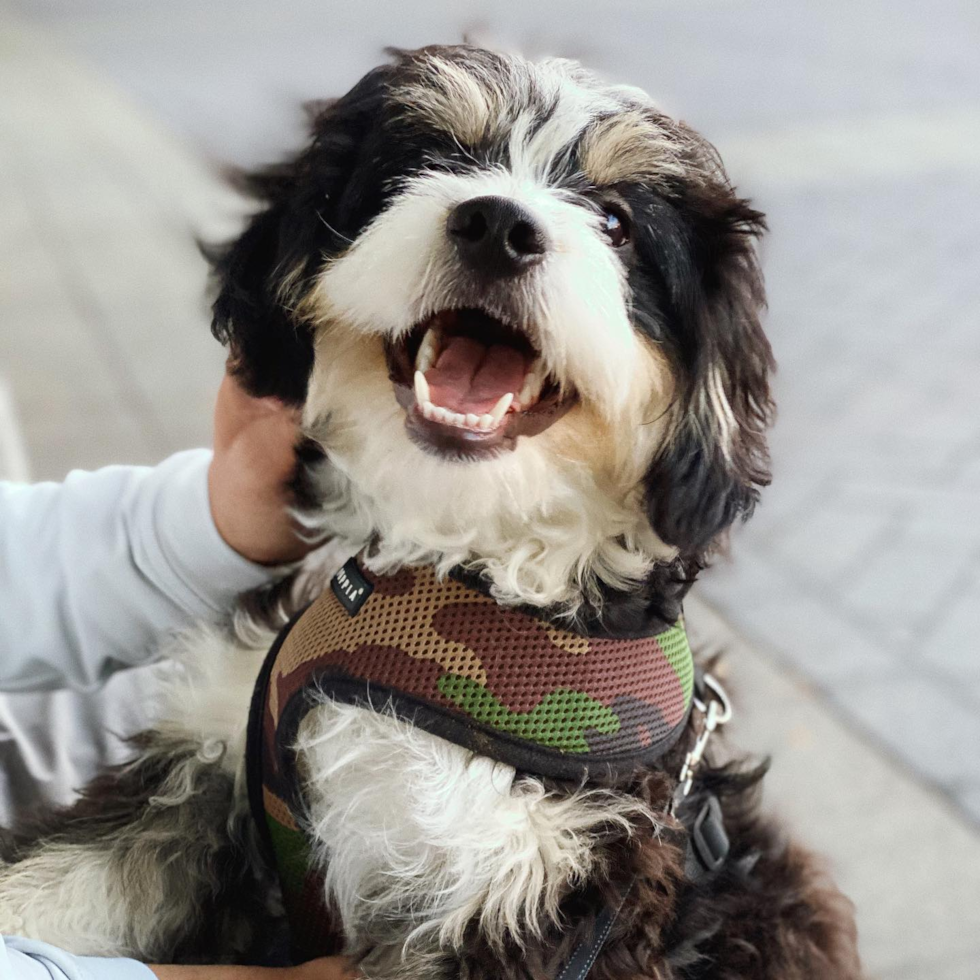 Funny Mini Bernedoodle Poodle Mix Pup