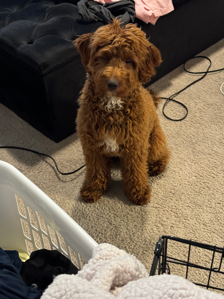 Mini Goldendoodle Pup