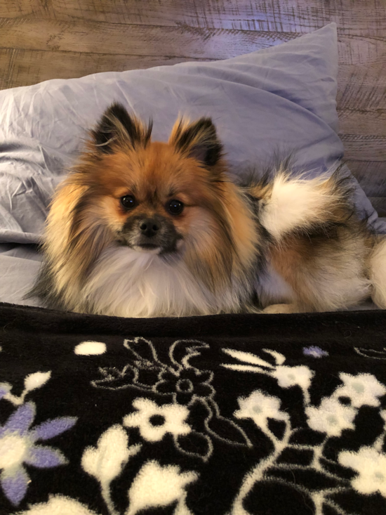 Adorable Pomeranian Pup in Kingston MA