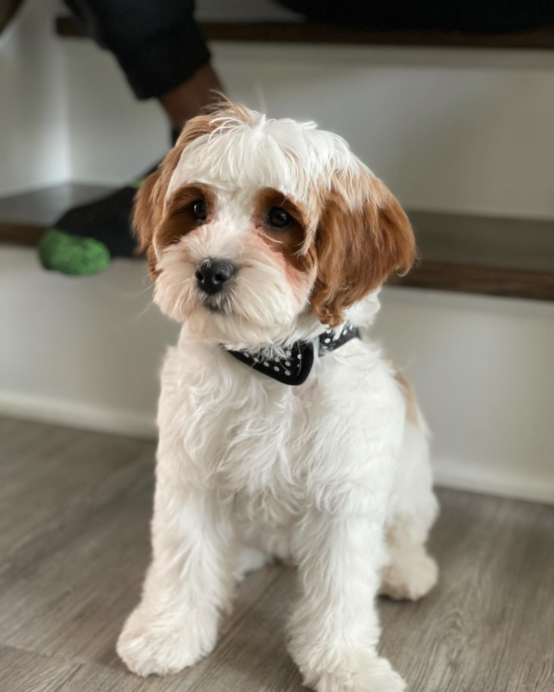 Sweet Cavapoo Pup