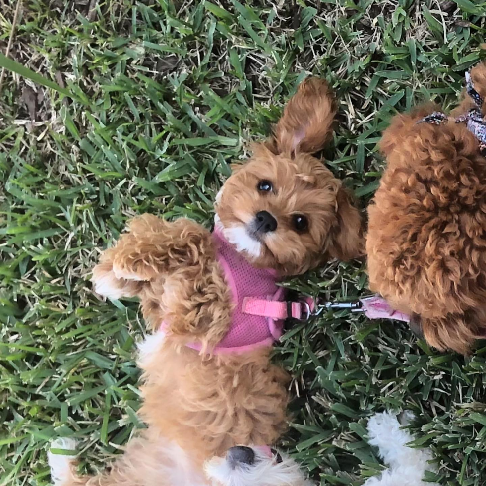 Cavapoo Being Cute