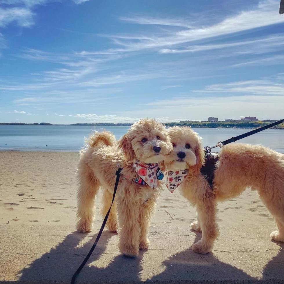 Harvey Cedars Poodle Pup