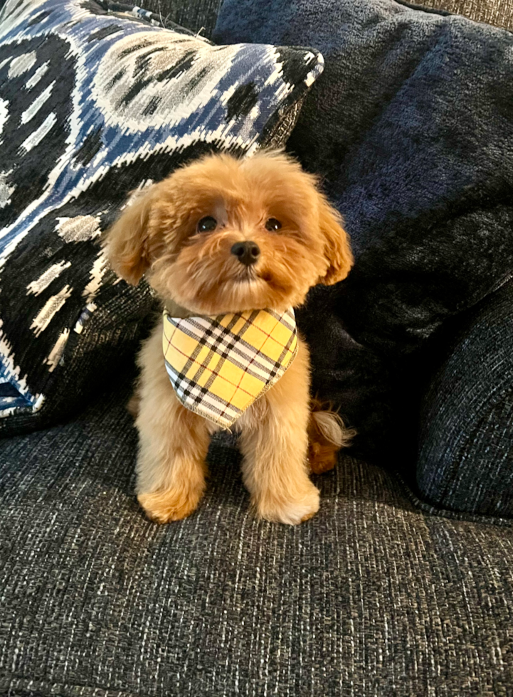 Friendly Maltipoo Pup in North Hollywood CA