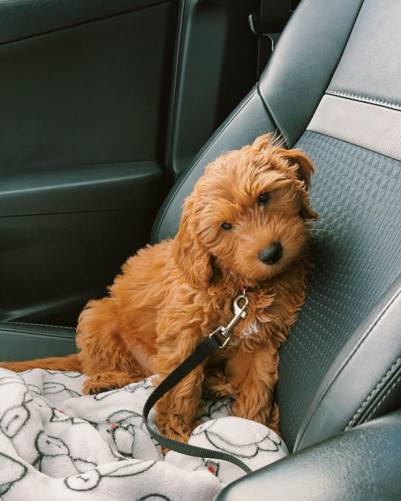 Sweet Mini Goldendoodle Pup in Stockton CA