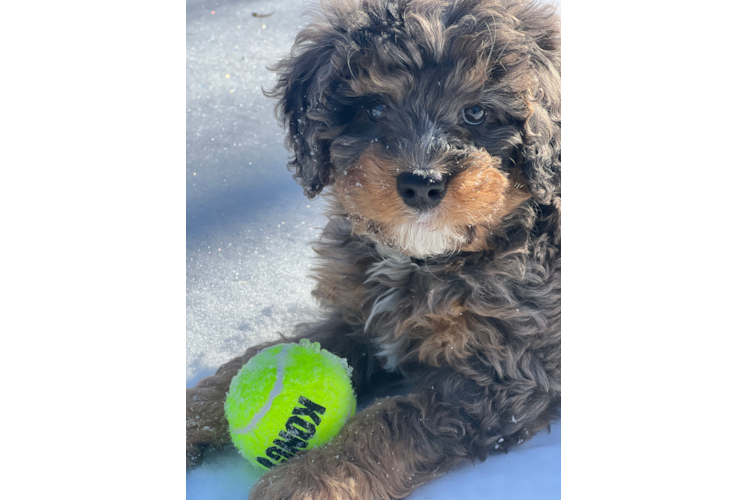 Mini Bernedoodle Pup Being Cute