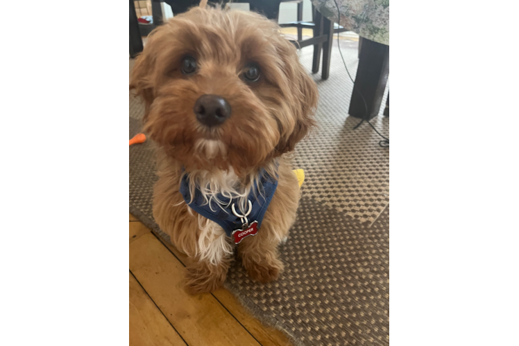 Smart Cavapoo Poodle Mix Pup