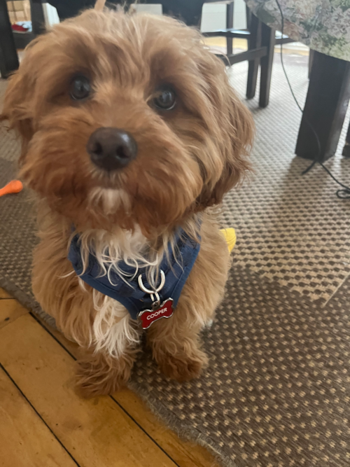 Cavapoo Pup