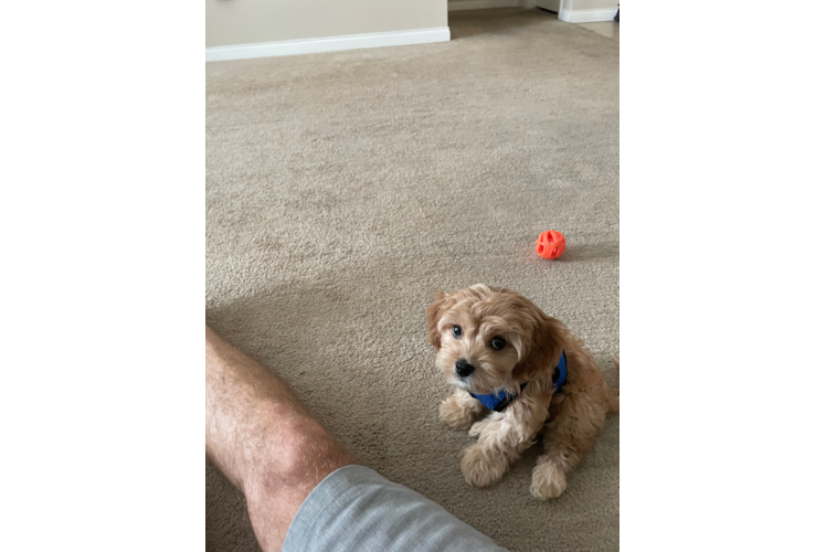 Cavachon Puppy for Adoption