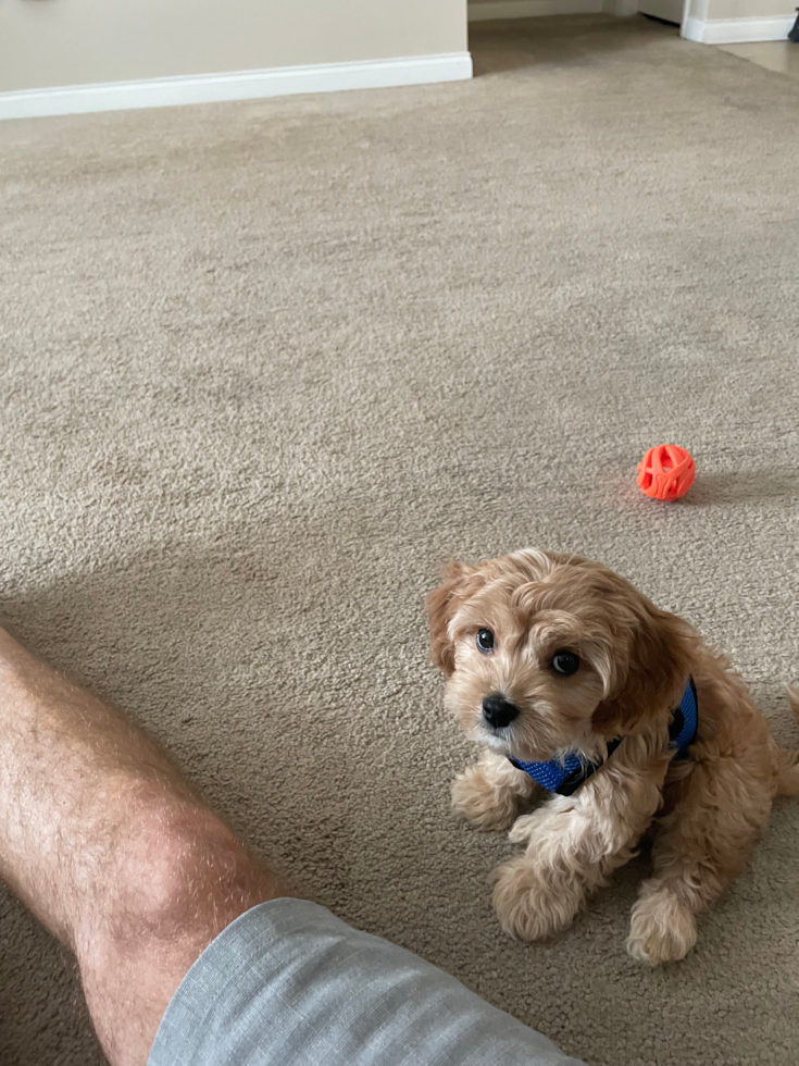 Fluffy Cavachon Designer Pup