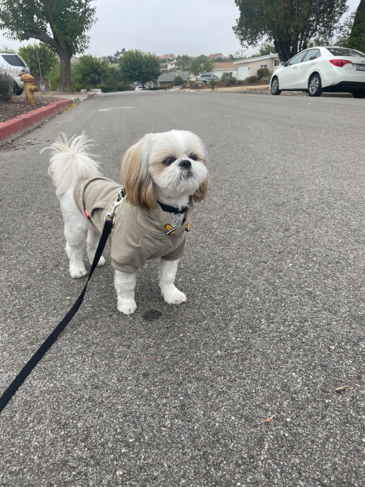 Shih Tzu Pup