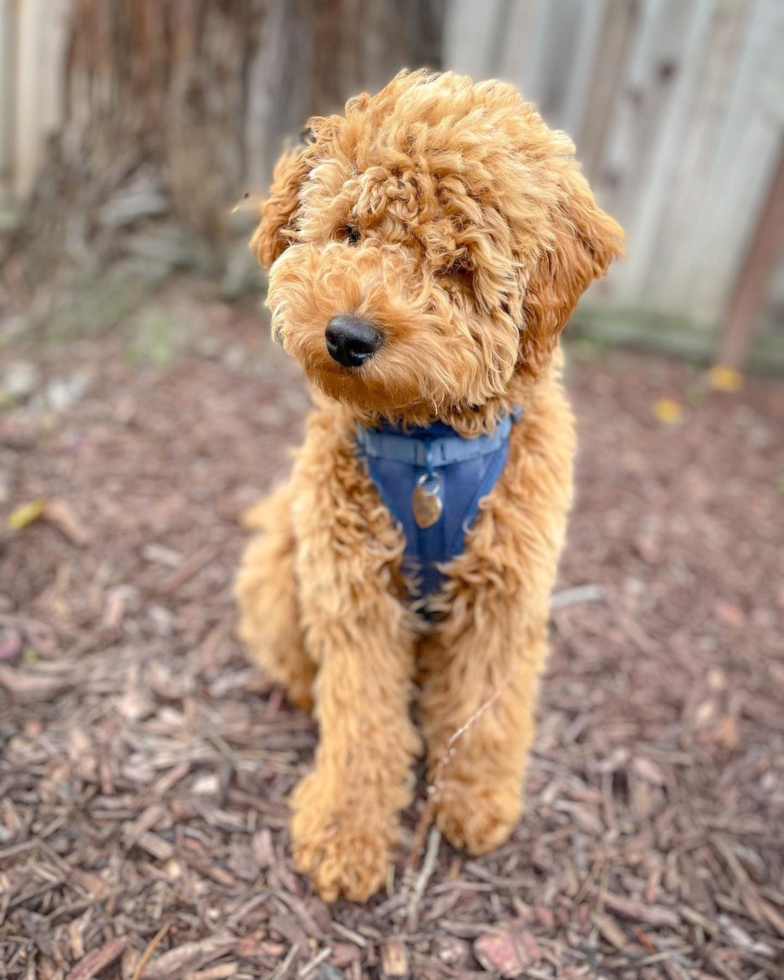 Small Mini Goldendoodle Pup