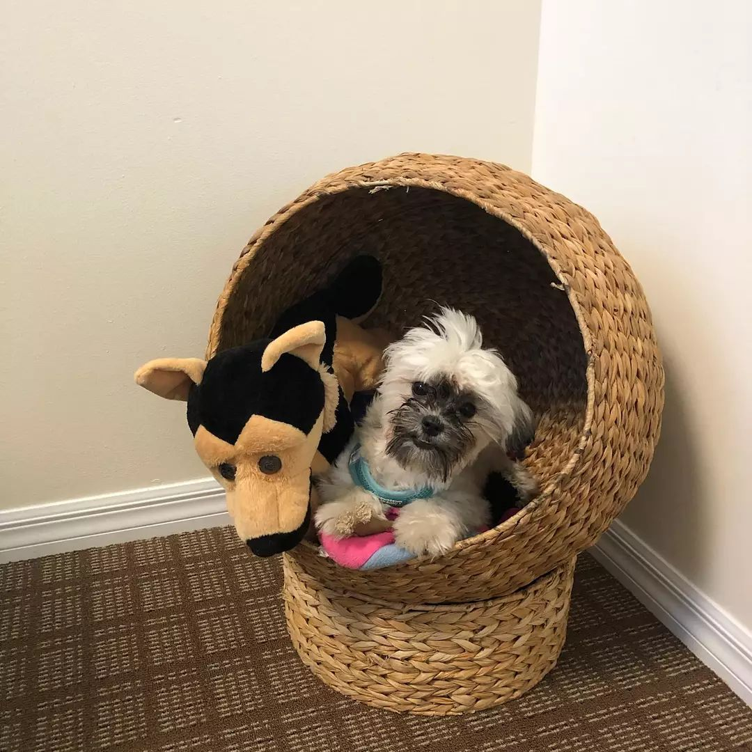 Teddy Bear Puppy for Adoption