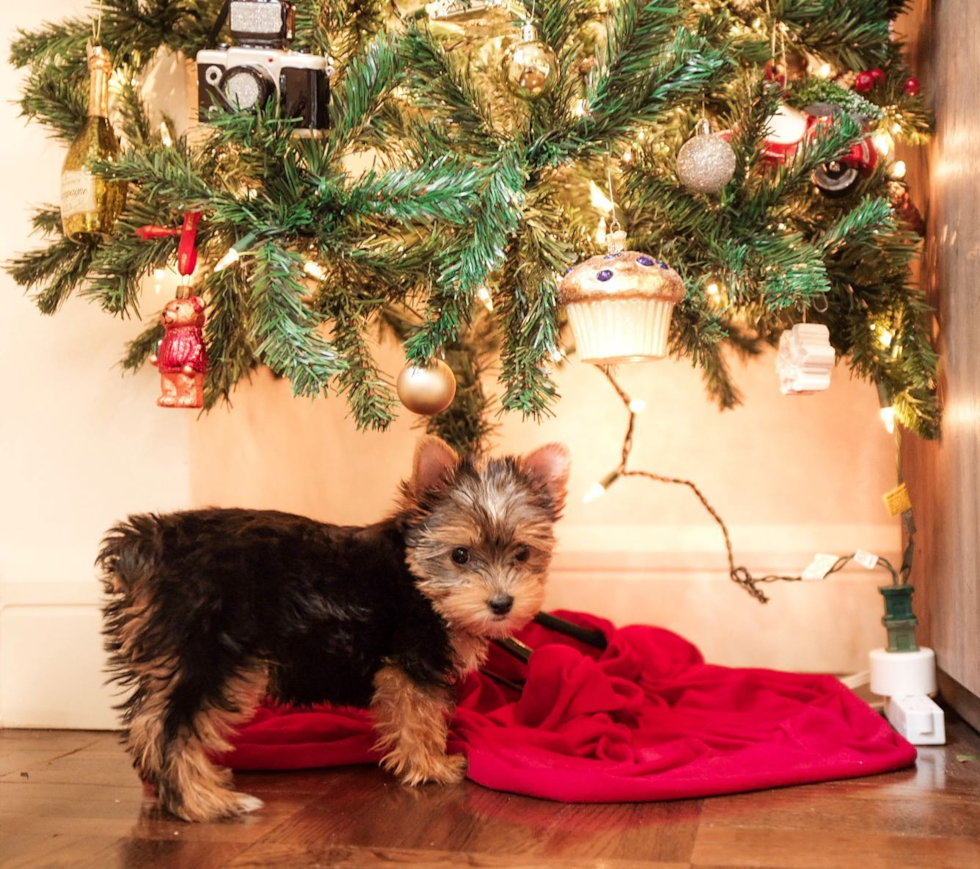 Smart Yorkie Purebred Pup