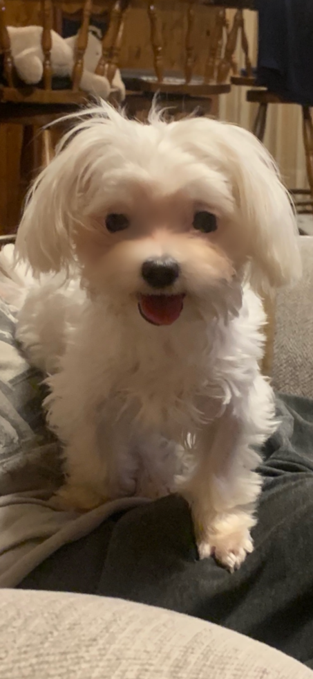 Fluffy Maltese Pup in