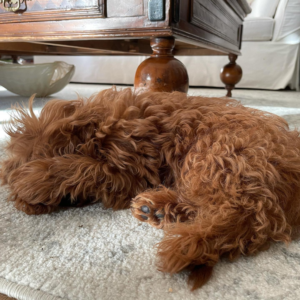 Pleasant Ridge Cavapoo Pup