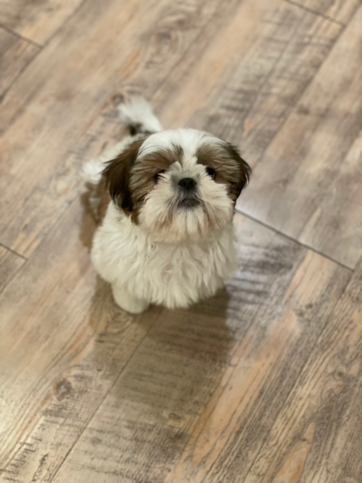 Friendly Shih Tzu Purebred Pup